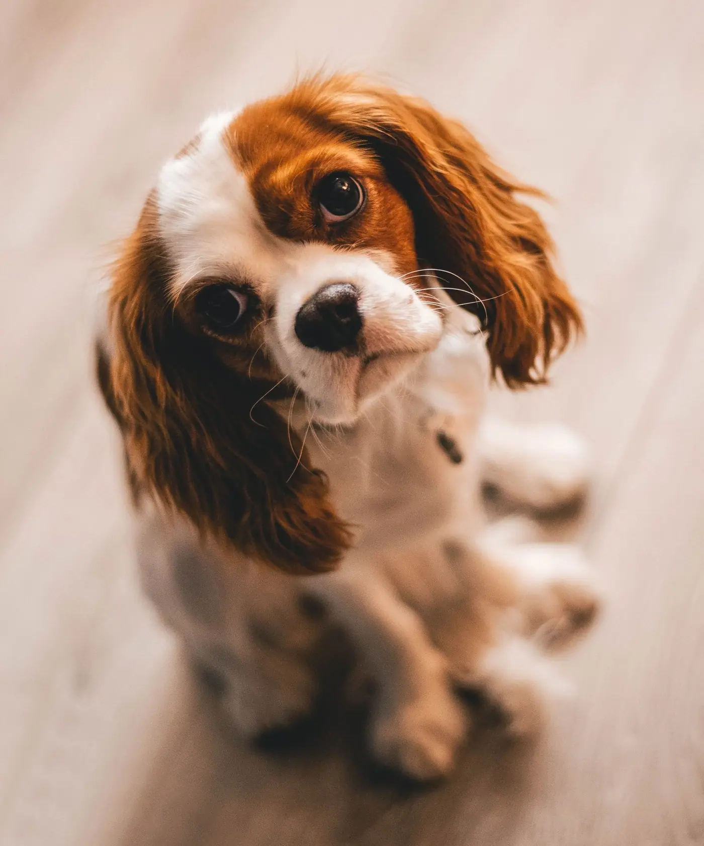 PawSpa