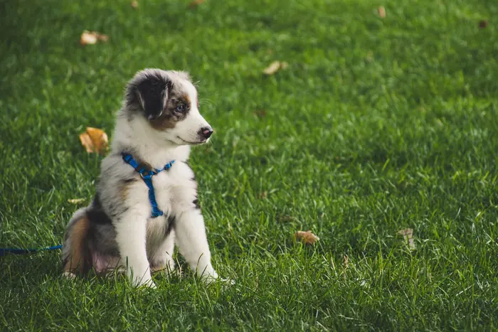 Golden Retriever Styling